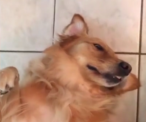 This Cute Little Pup Can't Get Enough Of The Vacuum Cleaner!