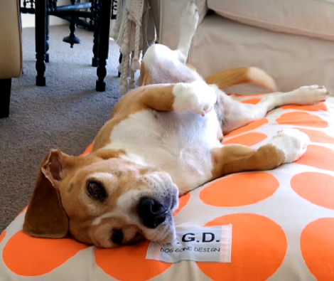 Their Beagle Pup Was Unusually Quiet Today. What They Caught Her Doing? Aww!