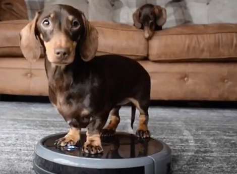 Yes! This Adorable Pup Actually Helps Clean The House With His Precious Roomba!