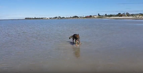 The Amount Of Fun This Pup's Having At The Beach Will Make You Jealous!