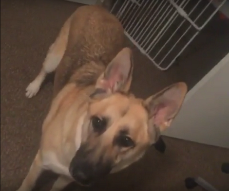 This Adorable Pup Was Thirsty, But When Mom Brought Water? Epic Reaction!