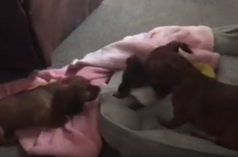Watch How These Adorable Little Puppies Play Tug-Of-War With Each Other!