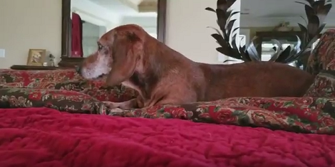 This Pup Has Woken Up And It's Time To Say Good Morning To Him!