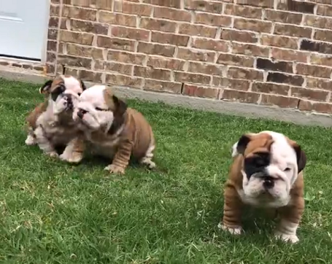 This Adorable Video Is Going To Melt Your Heart Right Out!