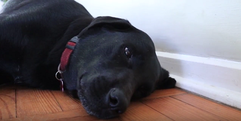This Adorable Pup Is About To Fall Asleep And You Don't Want To Miss It!
