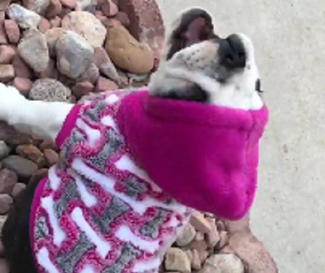 Your Heart Is Going To Melt After You See This Pup In Her New Sweater!