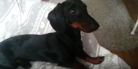 What Happens When An Adorable Little Pup Comes Across The Dreaded 'Red Dot'?!