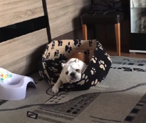 Watch How This Adorable Pup Reacts After Seeing Her Brand New Bed!