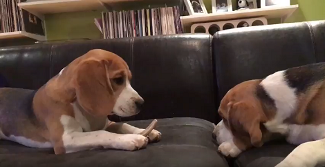 What Kind Of Conversations Do Two Pups Have? Check This Out!