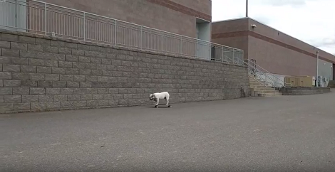 Watch How This Pup Skateboards Like A Boss - This Is Incredible!