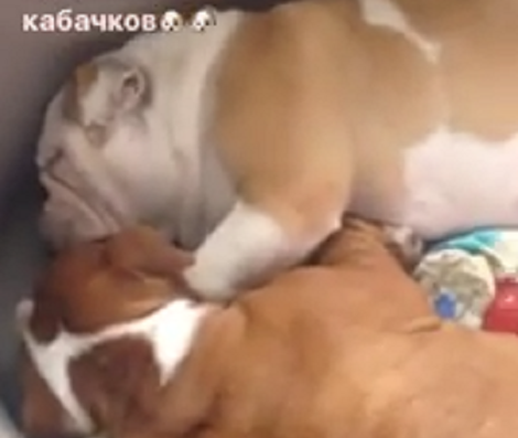 If This Isn't Going To Melt Your Heart Right Away, I Don't Know What Will! Aww!!