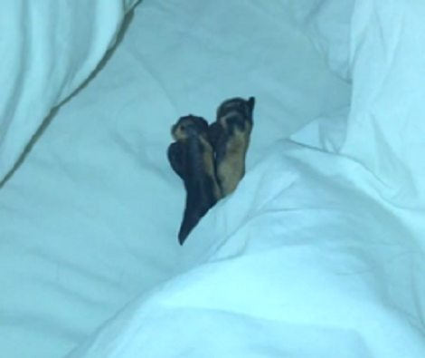 This Adorable Pup Doesn't Want To Leave Her Cozy Bed, So She Hides Herself!
