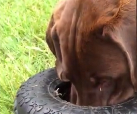 Labrador Pup Has Gotten Himself In A Hilarious Situation. When You See It? LOL!