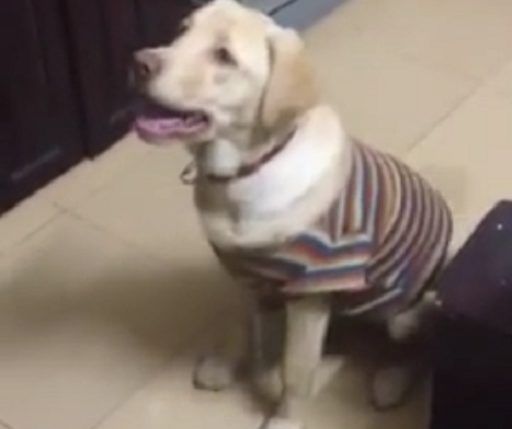 I Was Watching This Labrador Pup's Video. 15 Seconds Later I Lost My Mind!