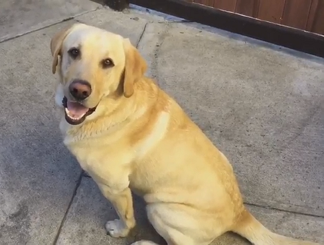 You Have To Check Out How This Adorable Pup Is Trying Out PoochSelfie!