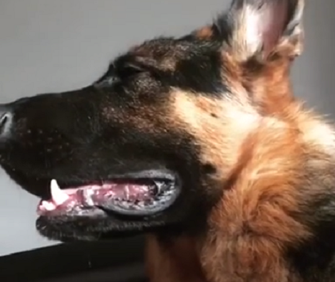 This Adorable Pup Is About To Make Some Funny Faces And You Don't Want To Miss Them!