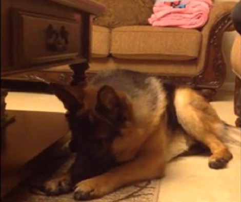 Adorable German Shepherd Is In A Bit Of A Fix. When You See Why? Aww!