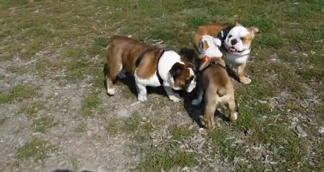 What Happens When You Put Three Pups Together In A Park? Check This Out!