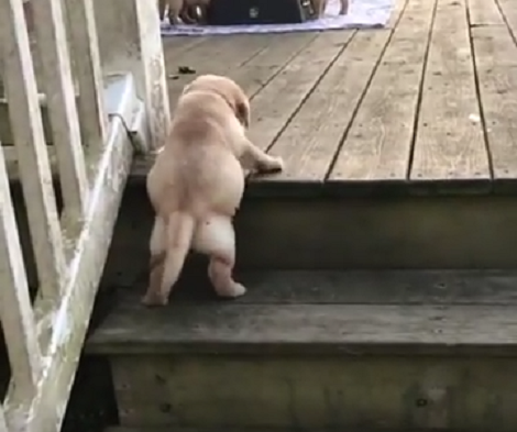 Aww! This Adorable Pup Has Some Trouble Climbing Up The Steps, But Keep Looking!