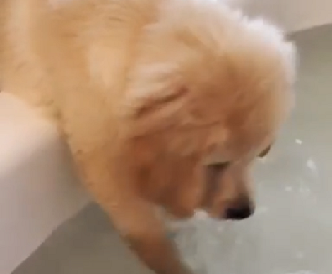 This Adorable Pup Is Having A Fun Time Playing In The Water!