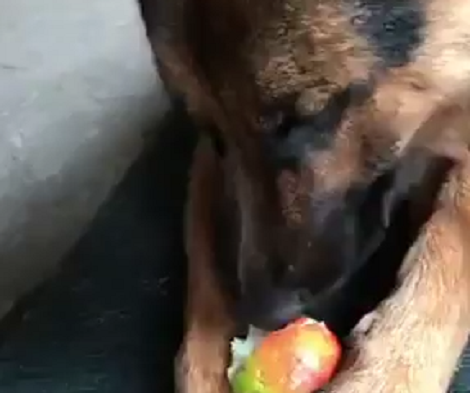 Eating Healthy Is Good For You And This Pup Knows It Better Than Anyone!