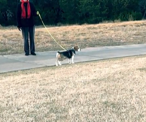 Have You Seen A Pup Running In Slo-Mo? You're About To See Some Cuteness!