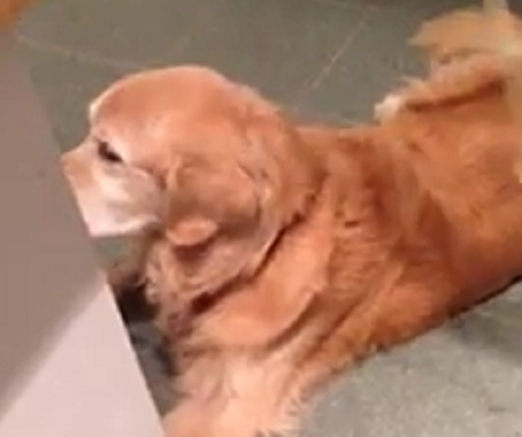 This Adorable Pup Has A Different Idea About Pasta And It'll Make You Laugh!