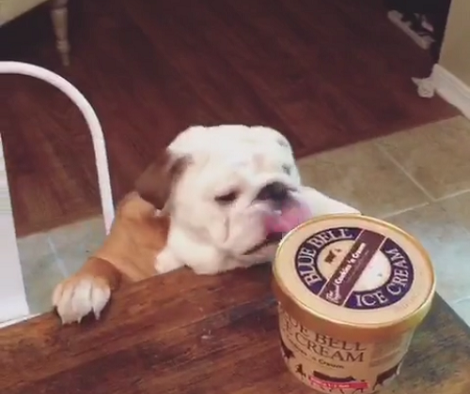 Watch How This Adorable Little Pup Tries To Reach For The Ice Cream! Aww!!