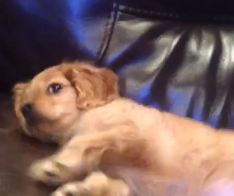 Wait Till You See How This Adorable Pup Makes It Clear He Wants To Chill!