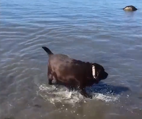 Obese Pup Who Refused To Play Fetch Loses Half Of His Body Weight!