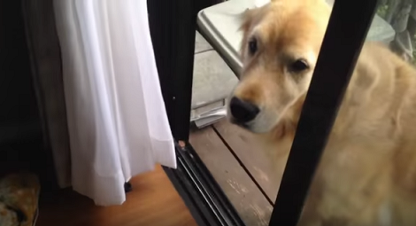 This Pup Has Just Seen A Scary Alien Lounging On The Table, And She's Not Happy!