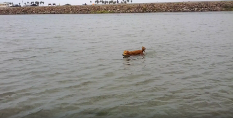 They Took Their Dachshund To The Beach. What He Does There? Incredible!
