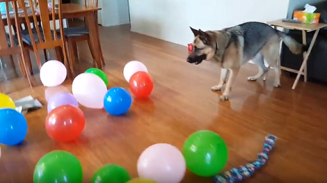 This Adorable Pup Is Celebrating His 4th Birthday In Total Style!