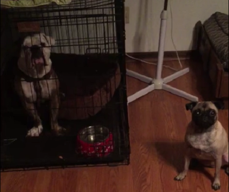 These Two Pups Are Participating In The Rio Pup Olympics. See What They Can Do!