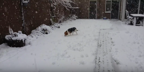 The First Snow Of The Season Is Always Best And This Pup Knows It Best!