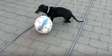 Watch How This Adorable Pup Plays With His Favorite Ball!