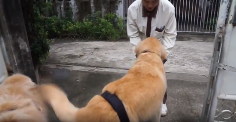 These Adorable Pups Love To Collect Bottles Of Yakult!