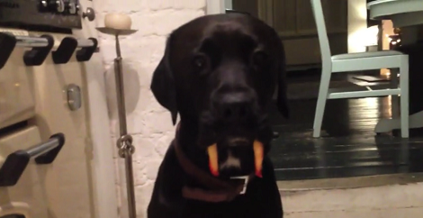 Sneaky Pup Was Eating Some Fries, Then Scared The Living Daylights Out Of Me!