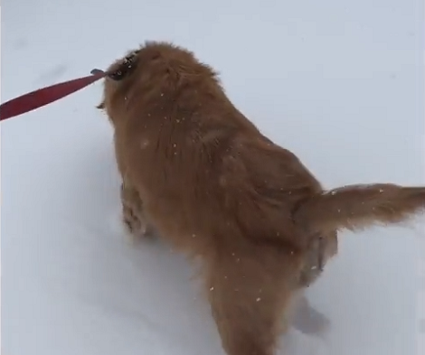 This Adorable Pup Is Enjoying Herself In The Snow And It's Just Too Beautiful!