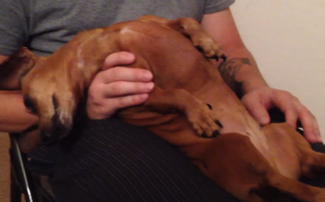 This Adorable Pup Has Fallen Asleep In The Most Unusual Manner!