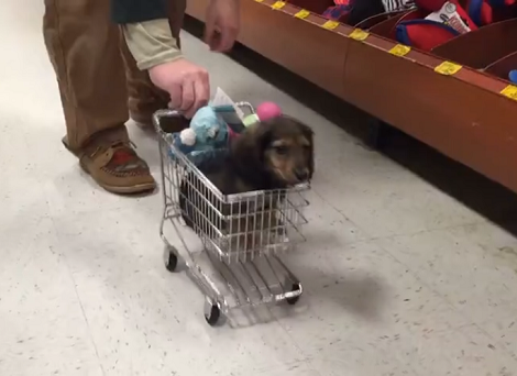 Daddy Pushes Adorable Pup In A Small Toy Shopping Cart! This Is Heart Melting!