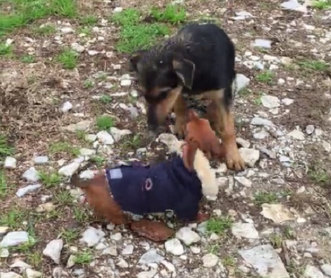 How This Dachshund Pup Reacts When She Sees Another Pup? Aww!!