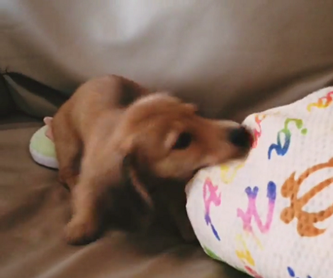Adorable Puppy Steals Fluffy Slippers Then Takes It Back To His Favorite Playground!
