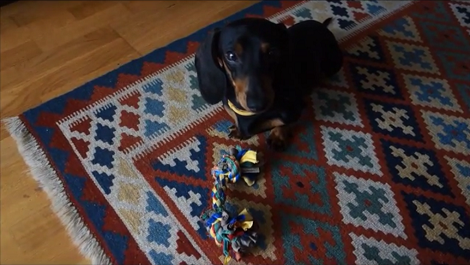 This Pup Is Sitting Quietly On The Floor, But What He Was Doing Just Seconds Later? OMG!
