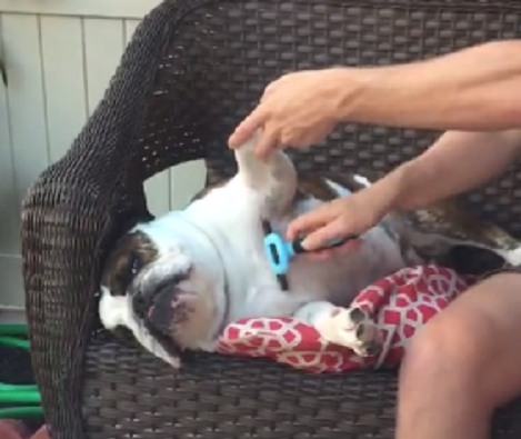 This Adorable Pup Is Getting Pampered And He's Loving Every Second Of It!
