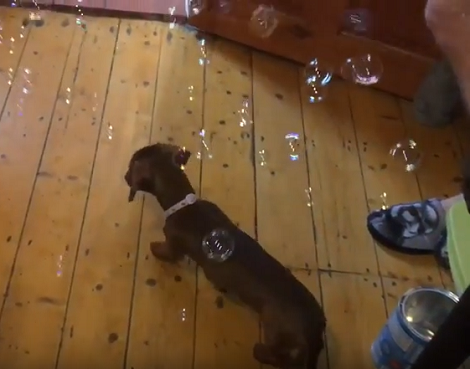 Playing With Bubbles Is A Lot Of Fun And This Pup Is Determined To Pop Them All!