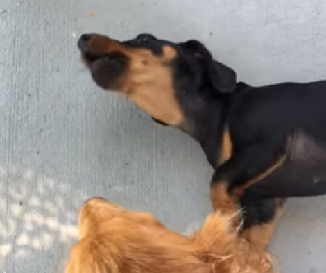 This Adorable Puppy Is Trying To Bring Out Her Inner Wolf!