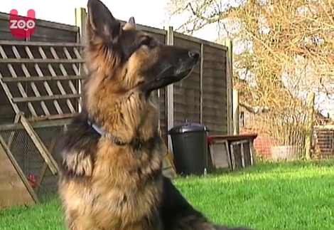 When You See This German Shepherd Pup's Best Friend, You're Going To Be Amazed!