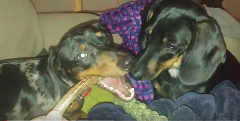 There's A Reason These Pups Want To Sit Together Right Now!