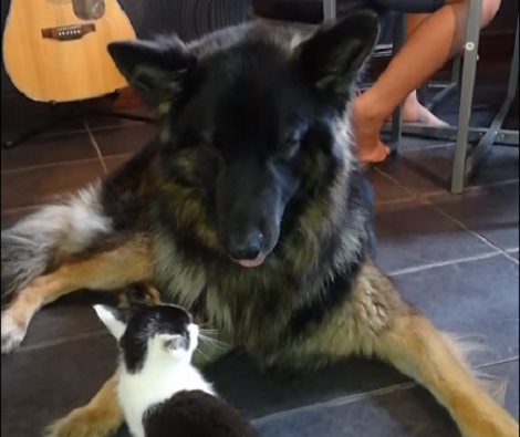 Adorable Pup Tries To Babysit A Kitten And It's Hilarious!